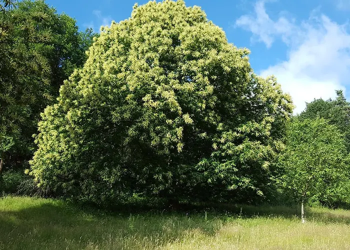 Well-being Gastehaus Stauf Hotel 3*